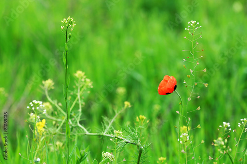Beautiful poppy in green field