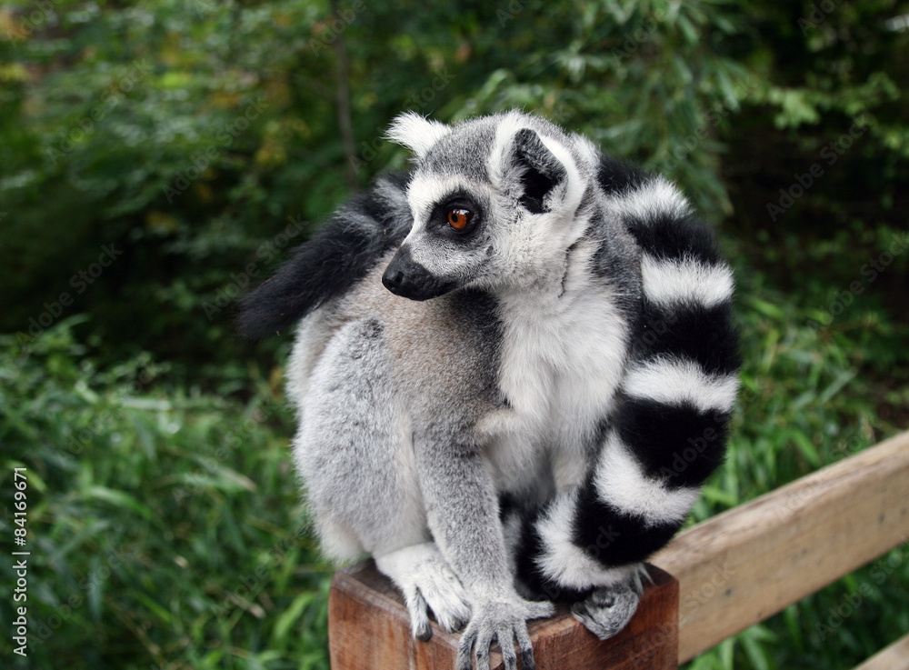 Obraz premium Lemur