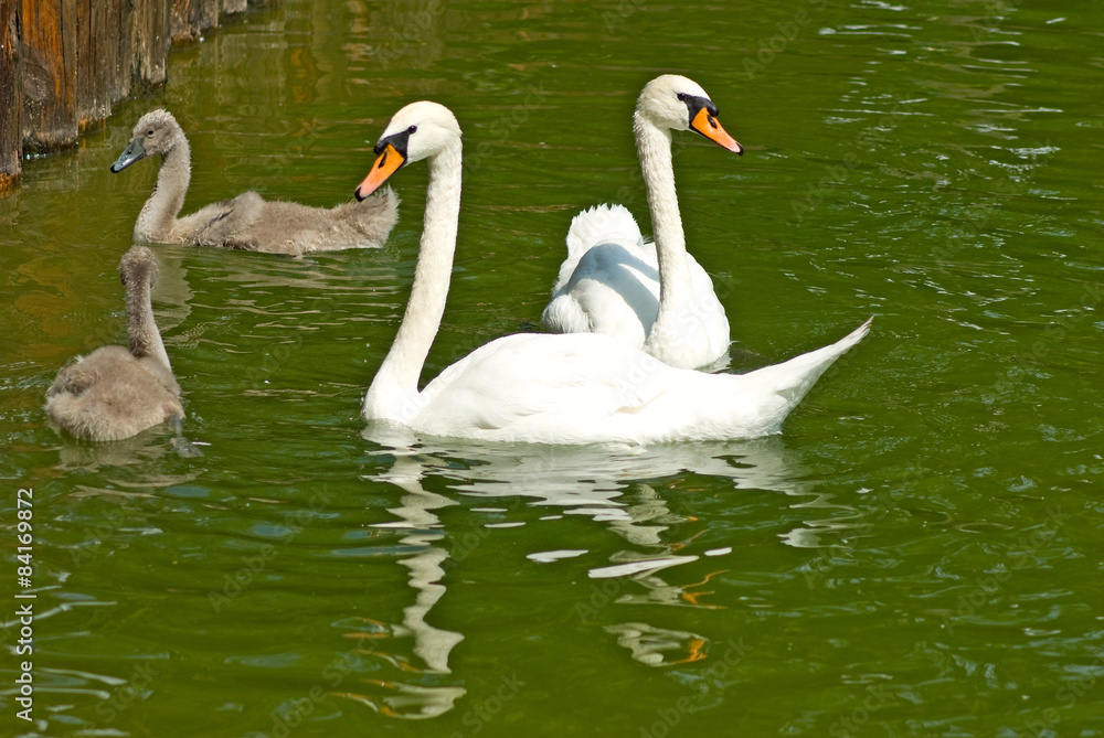 swans on the water swans on the water