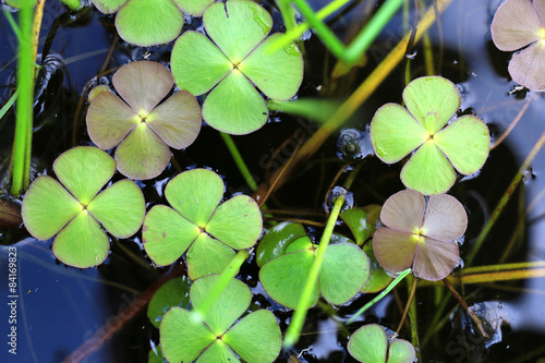 Marsilea quadrifolia (Four-leaved water clover)  photo