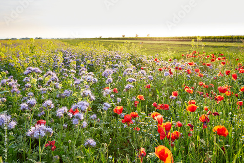 Meadow full of wild different flowers at sunset