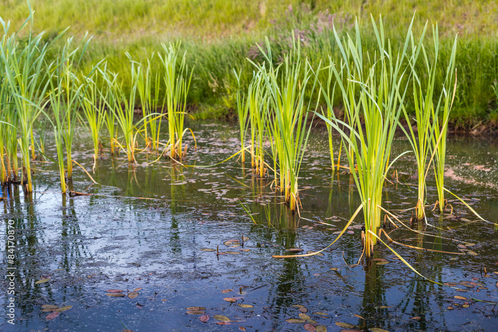 Young reeds growing in the ditch along a dike Young reeds growing in the ditch along a dike