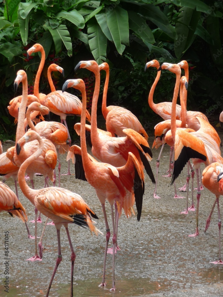 Obraz premium Flamingo (Phoenicopterus roseus)