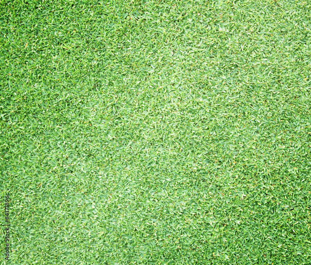 Fototapeta premium Golf Courses green lawn