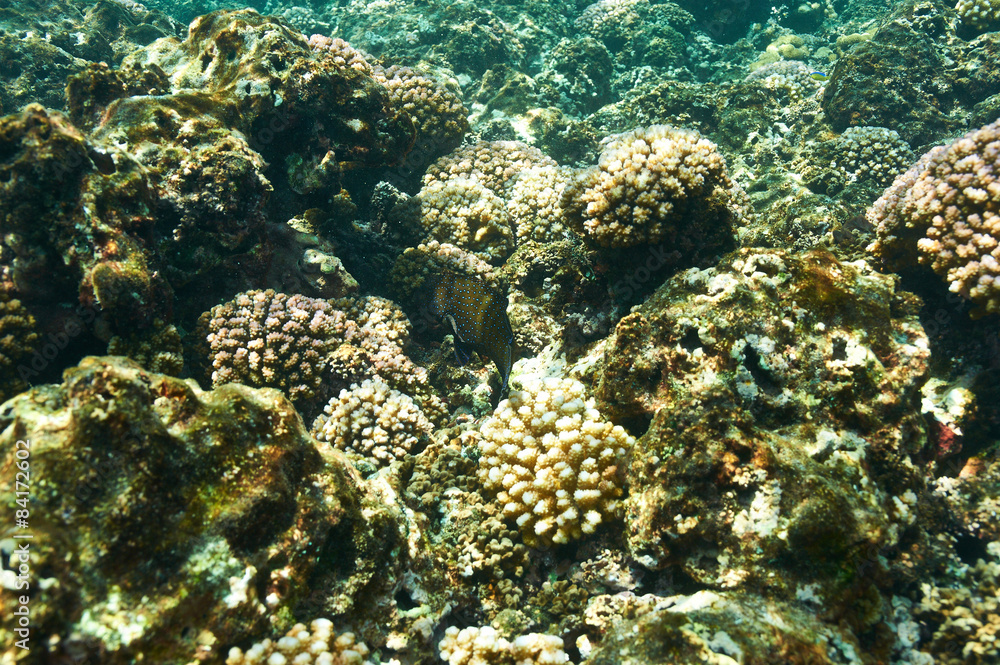 Coral reef and fish Coral reef and fish
