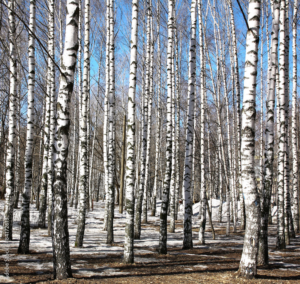 Naklejka premium Birch trees on blue sky