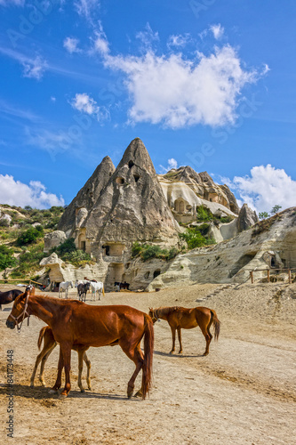 Horses in Cappadocia, turkey