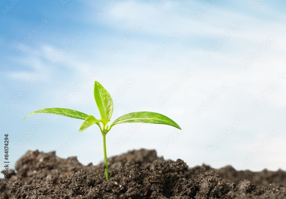 Growth, Gardening, Seedling. Growth, Gardening, Seedling.