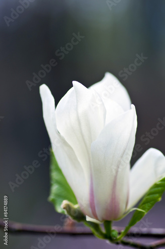 Beautiful Flowers of a Magnolia Tree