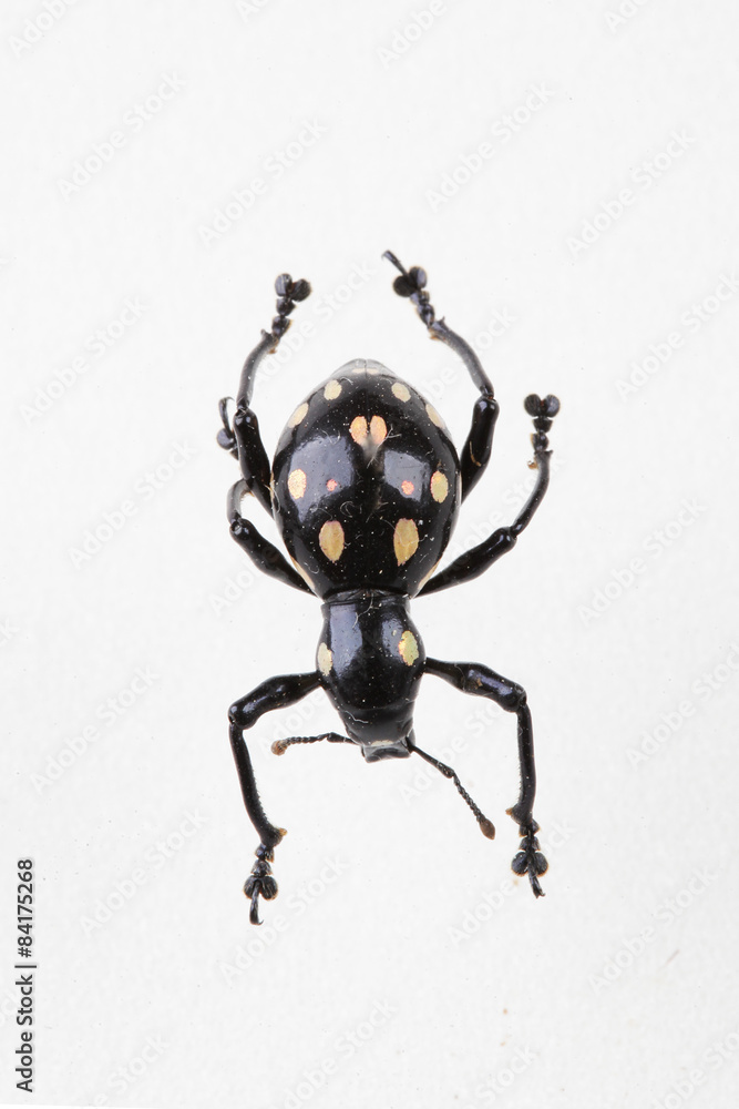 The mysterious world of insects
The mysterious world of insects