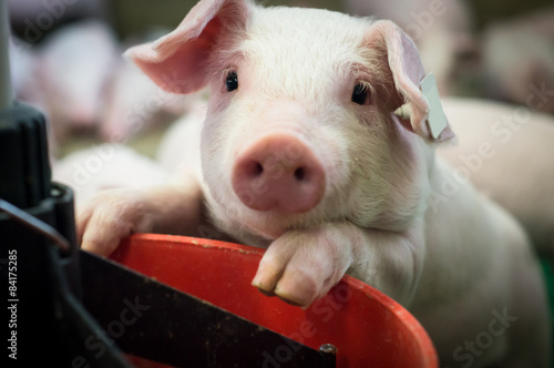 Schweinehaltung,Ferkel blickt neugierig aus einer Ferkelbucht