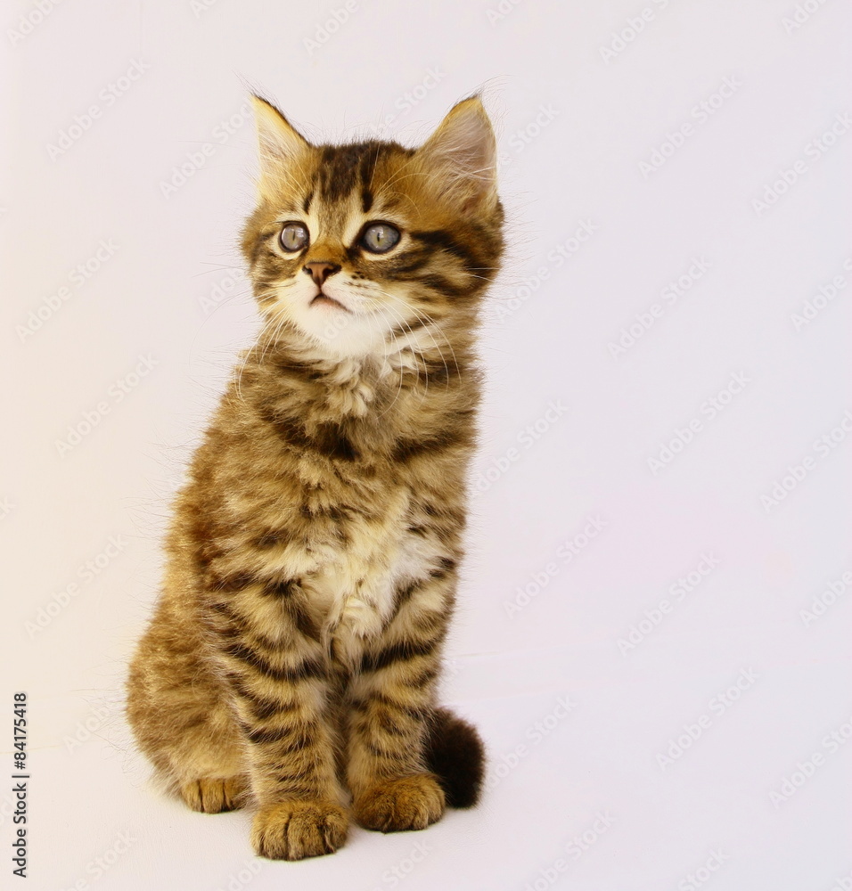 adorable chaton tigré,yeux bleus,attentif,portrait assis adorable chaton tigré,yeux bleus,attentif,portrait assis