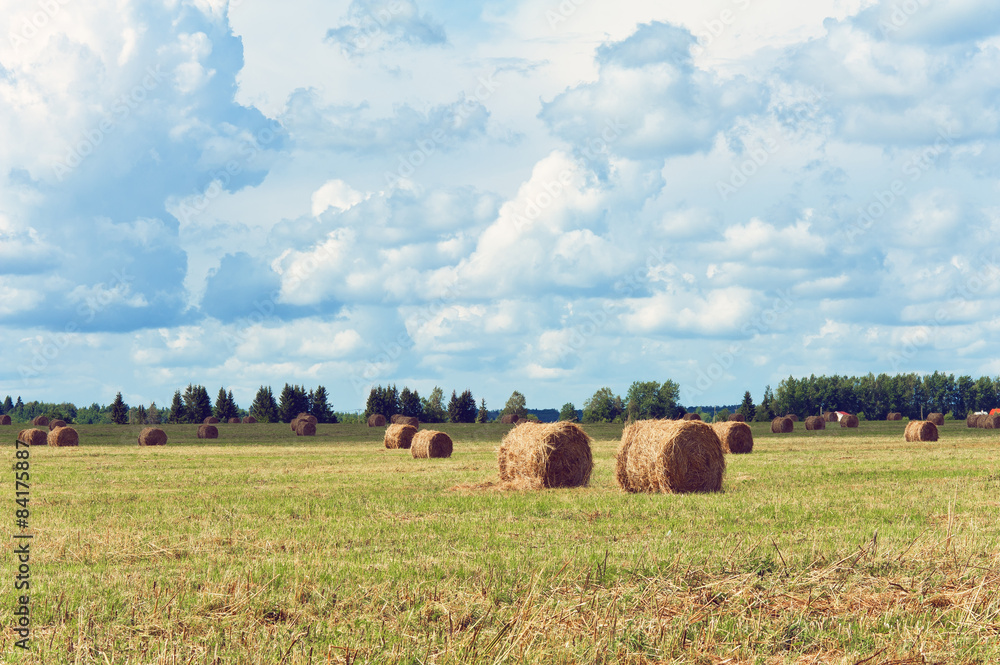Landscape field with bales in summer heat