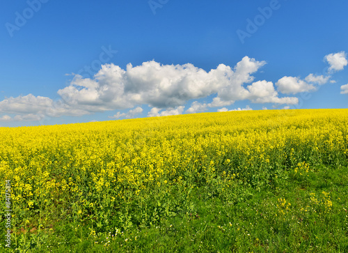 Flower field