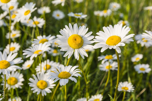 White flowers in the meadow © gubernat