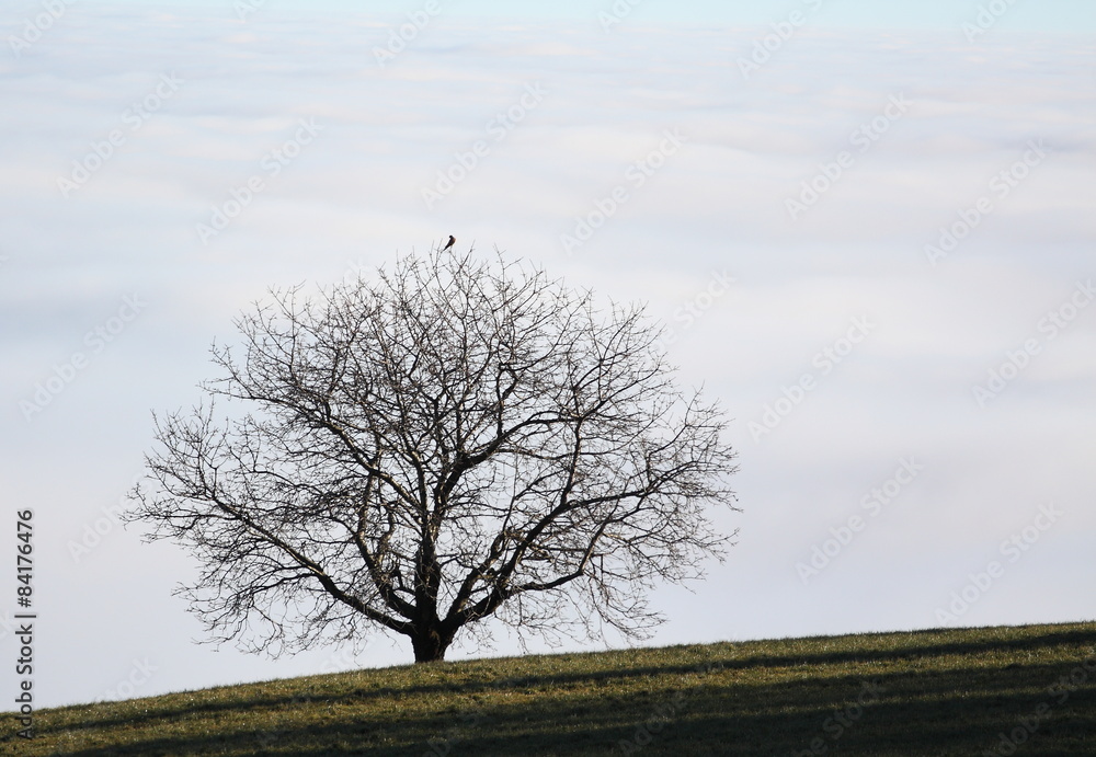 Baum über den Wolken.