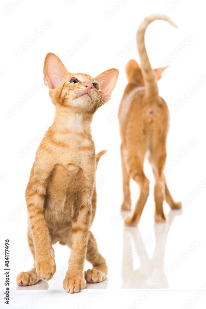 27 Best Orientalische Kurzhaar Katze Images Stock Photos Vectors Adobe Stock