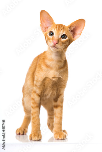 27 Best Orientalische Kurzhaar Katze Images Stock Photos Vectors Adobe Stock