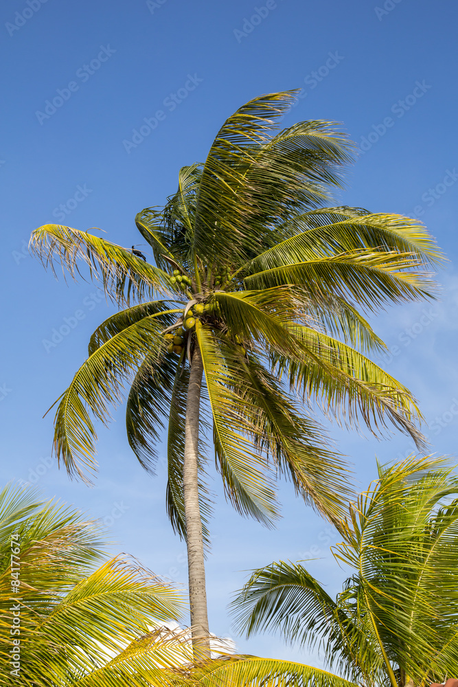 Palme mit Kokosnüssen