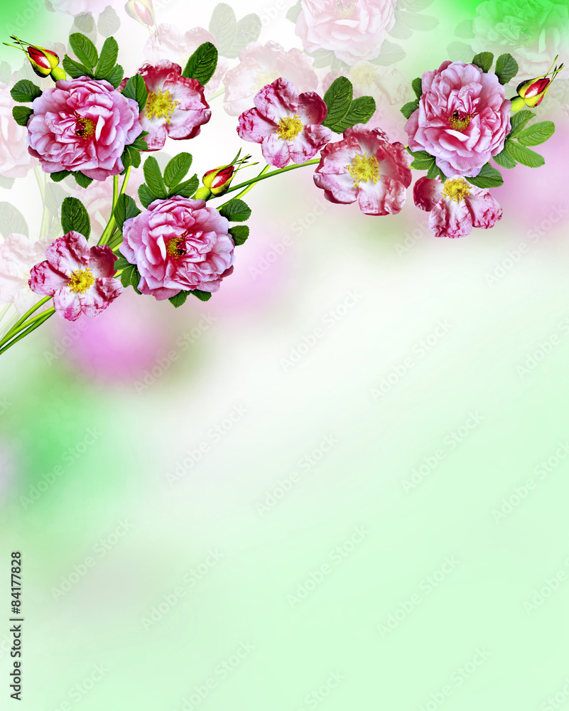 dog rose dog rose