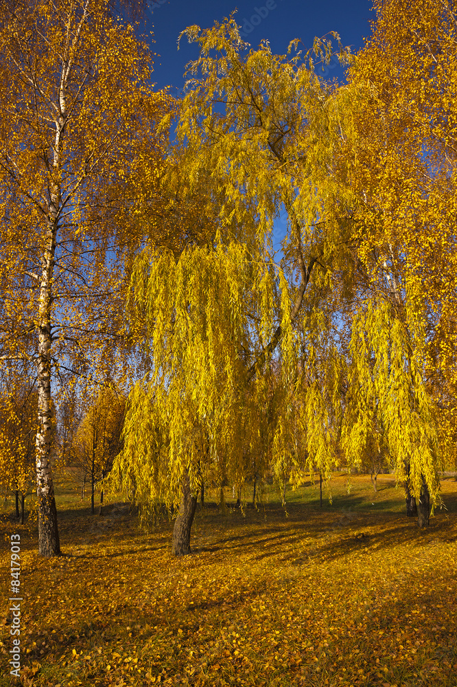 autumn park  