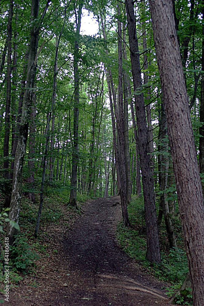 Fototapeta premium Las iglasty