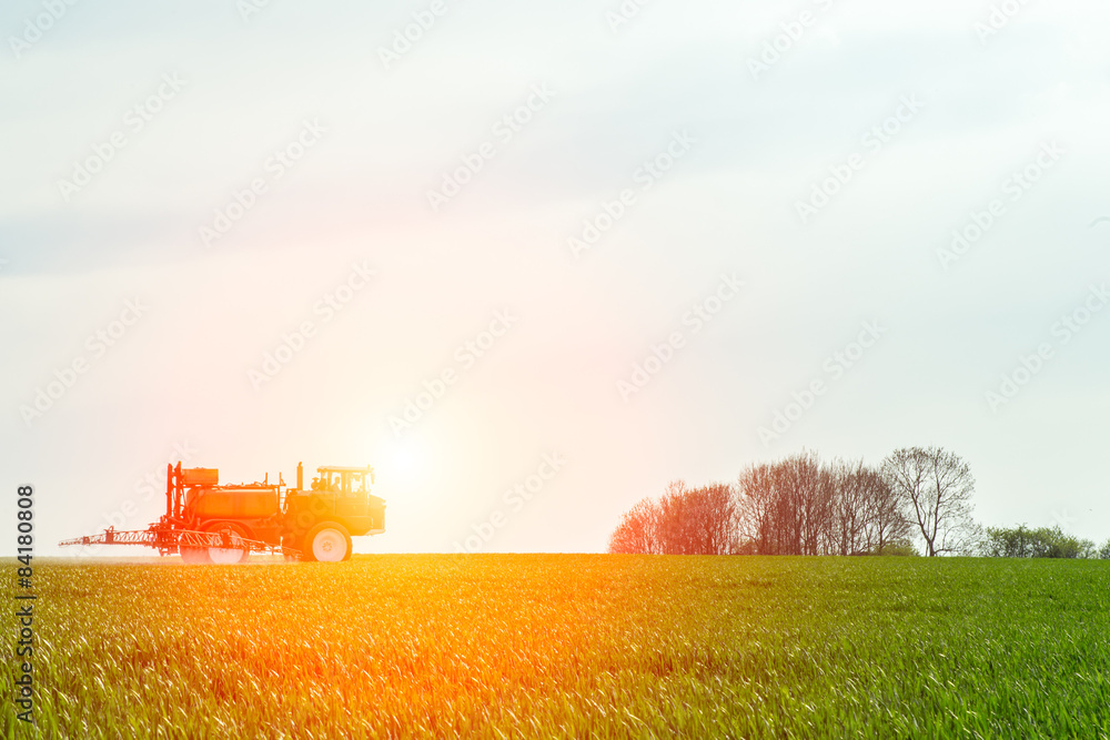Fototapeta premium Spraying the herbicides on the green field