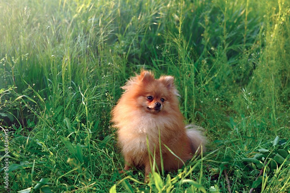 Pomeranian Spitz Outdoor
