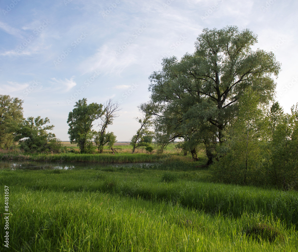 Evening landscape, trees, pond and grass Evening landscape, trees, pond and grass