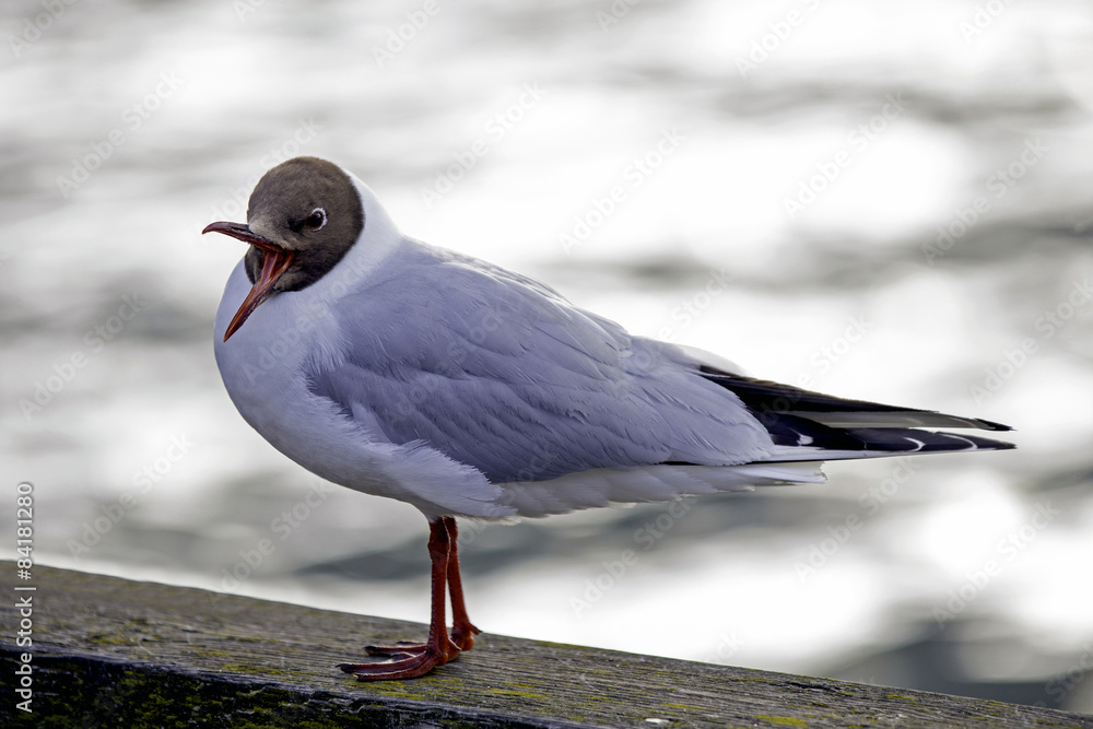 Fototapeta premium Black-headed Gull