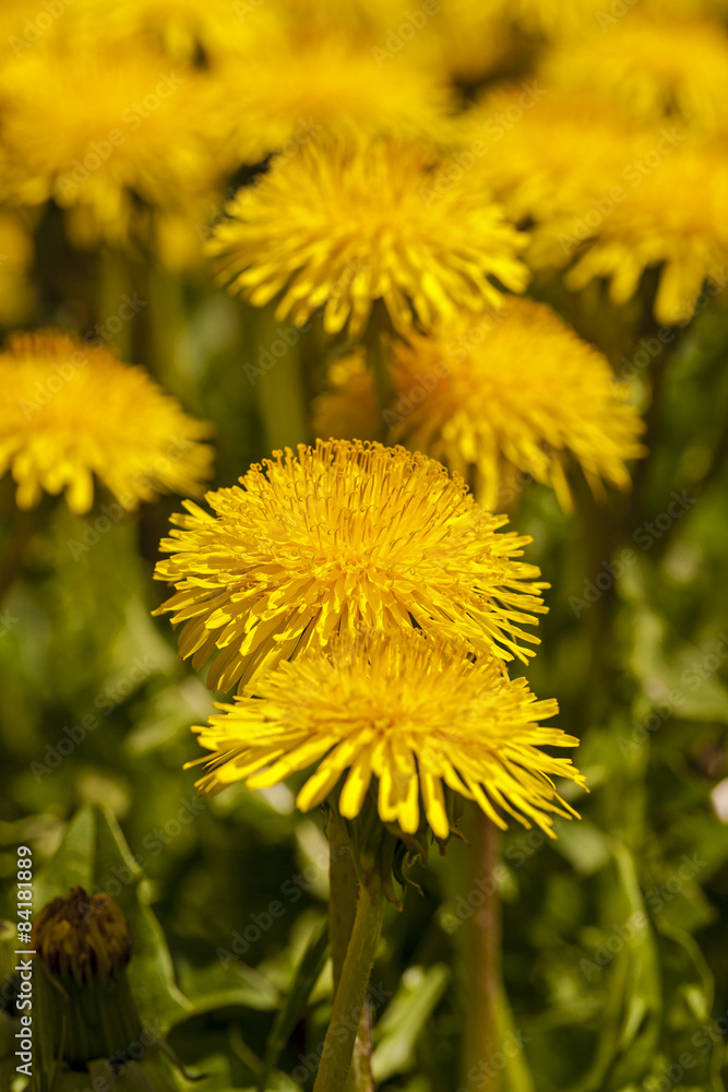 dandelions dandelions