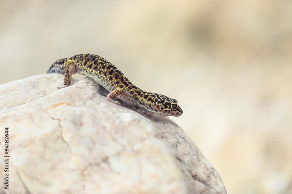 Gecko lizard on rocks Gecko lizard on rocks