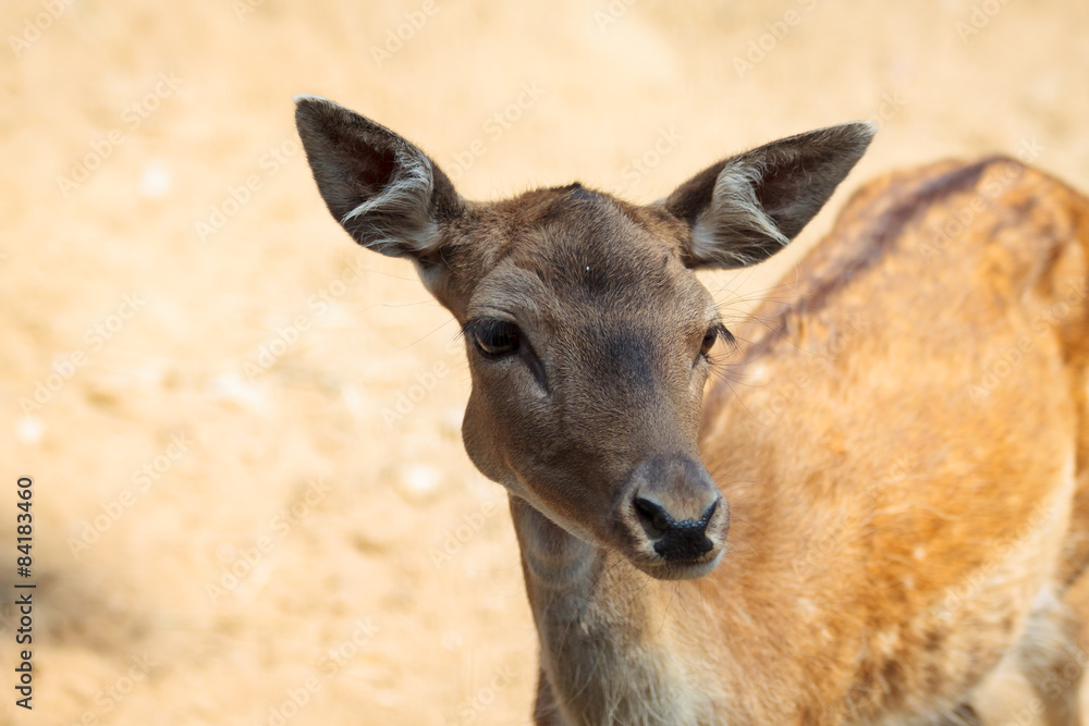 Small deer in the national park of the island of Thassos Small deer in the national park of the island of Thassos