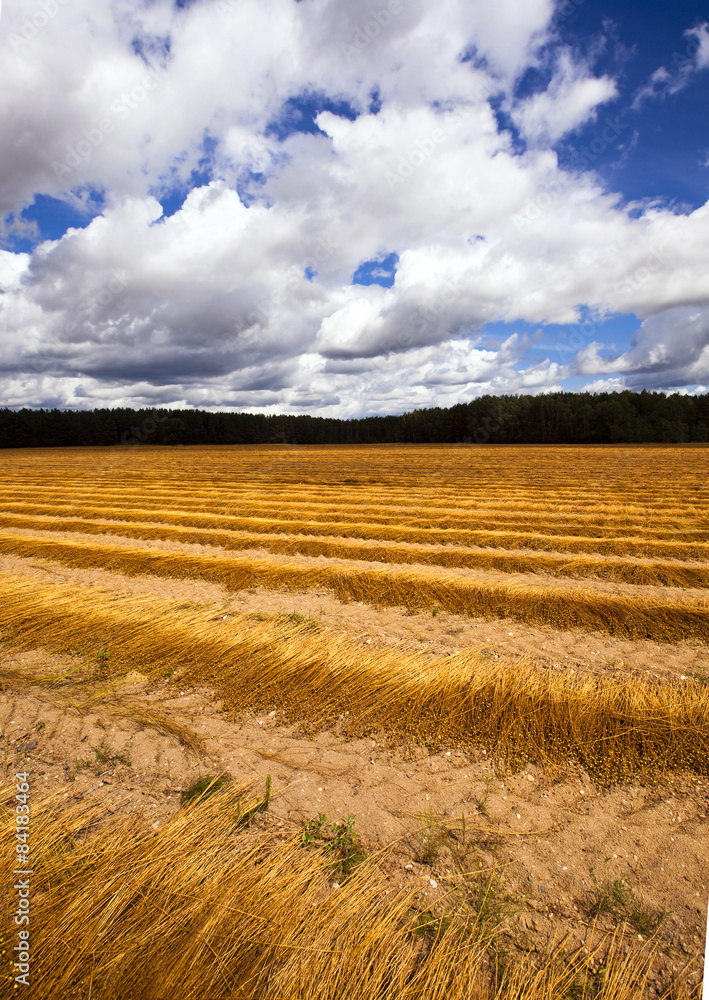 Fototapeta premium flax harvest