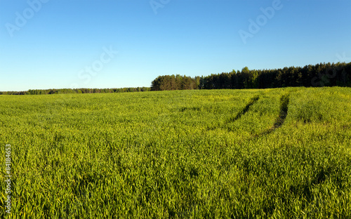 agricultural field  