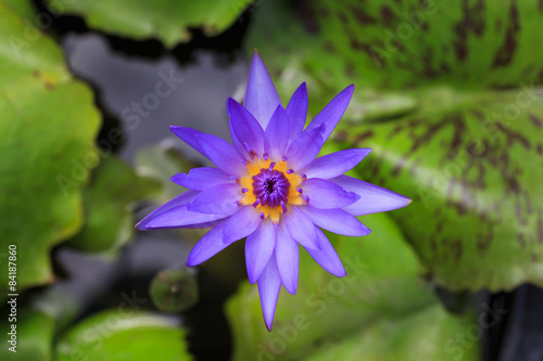 Lotus flower in the lake