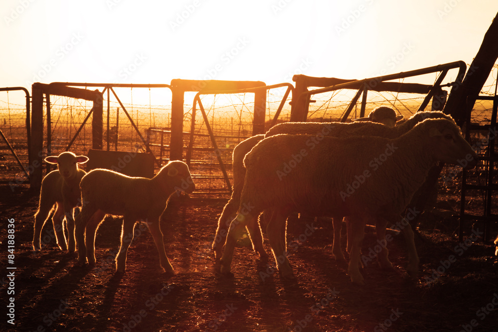 Obraz premium Sheep in a kraal against the rising sun.