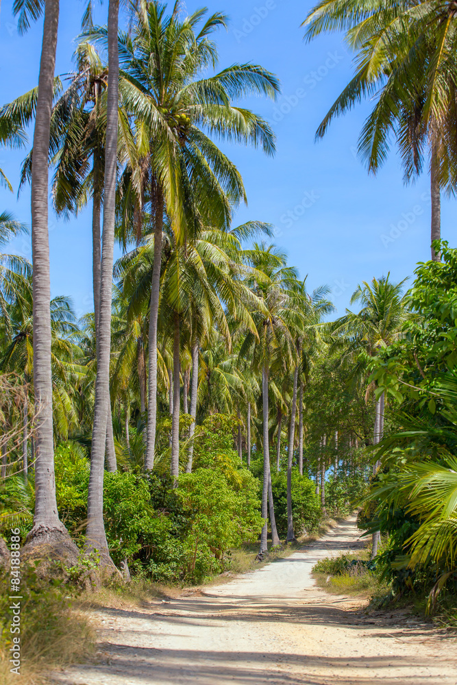 Nice rural road with palm trees in Thailand