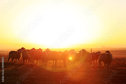 Sheep in a kraal against the rising sun.