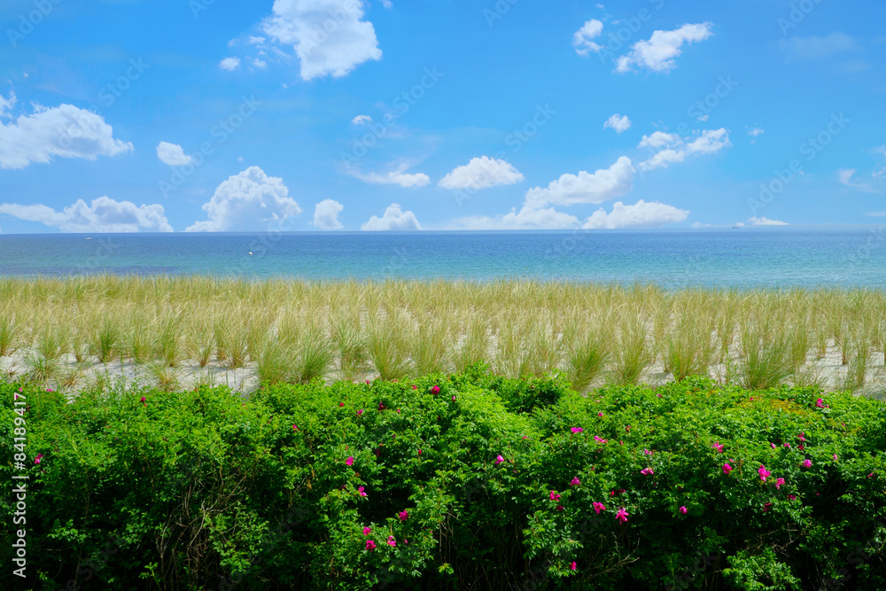 View over the dike grass on the coast View over the dike grass on the coast
