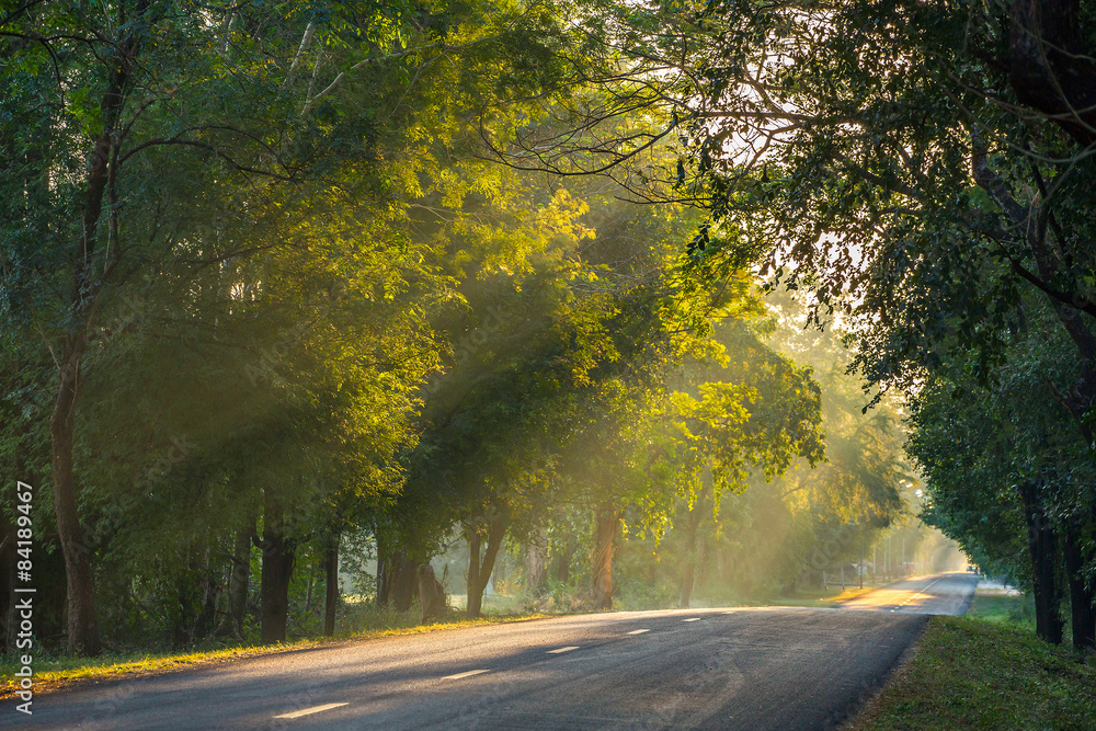 Obraz premium Morning sun shining through the branches on the country road.