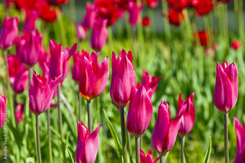 pink  tulips  