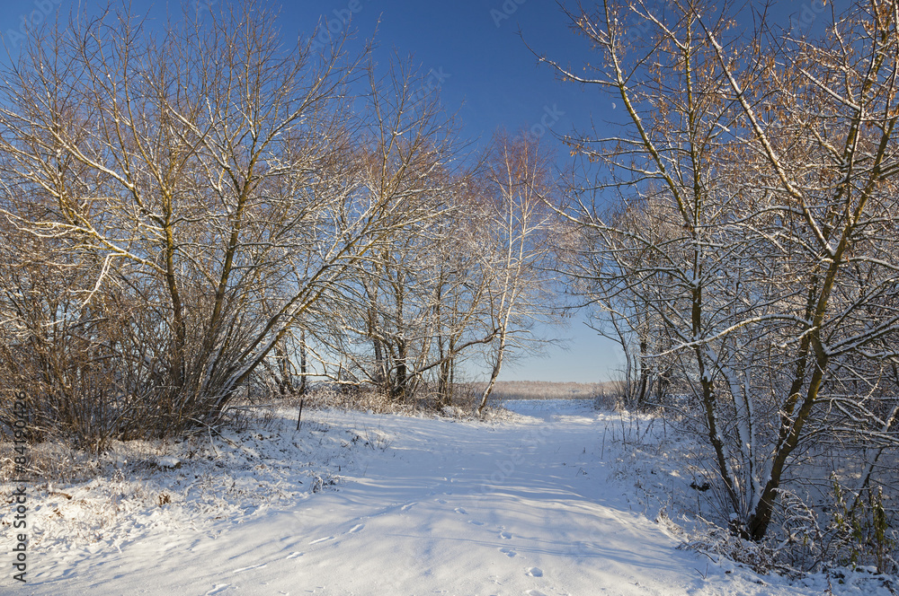 Obraz premium winter forest 