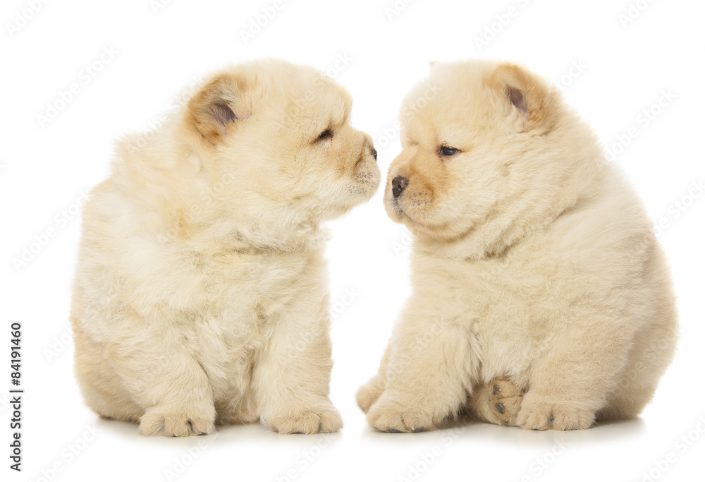 chow-chow puppies chow-chow puppies