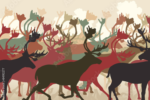 Reindeer herd