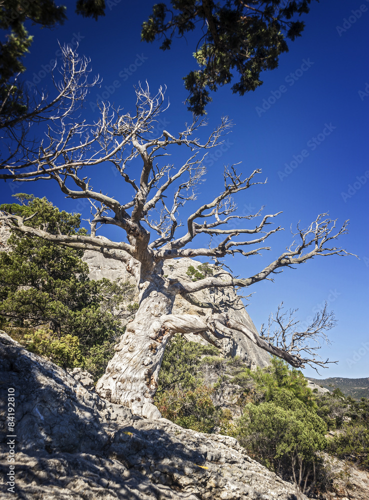 Relic juniper and pine groves , miraculously growing on rocks of Relic juniper and pine groves , miraculously growing on rocks of