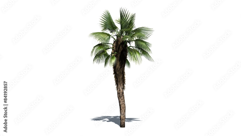 Obraz premium Chinese Fan Palm - separated on white background