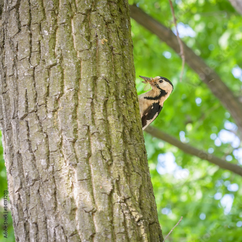 A woodpecker on a tree trunk is holding an insect in his beak