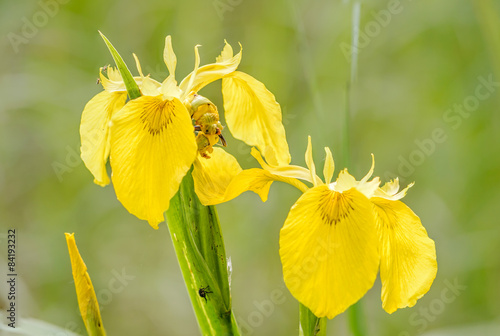 Close up of yellow aquatic iris pseudacorus, also known as yellow flag, yellow iris, water flag, lever, in a pond close to the Dnieper river in Kiev, Ukraine