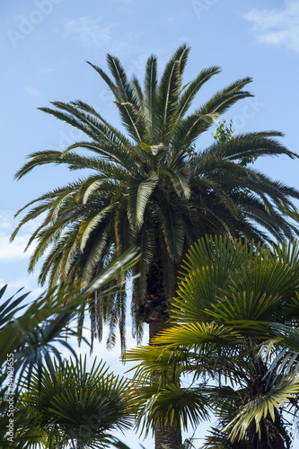 Palm trees in park